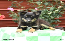 Shetland Sheepdog dogs for sale: Pluto - Image 5