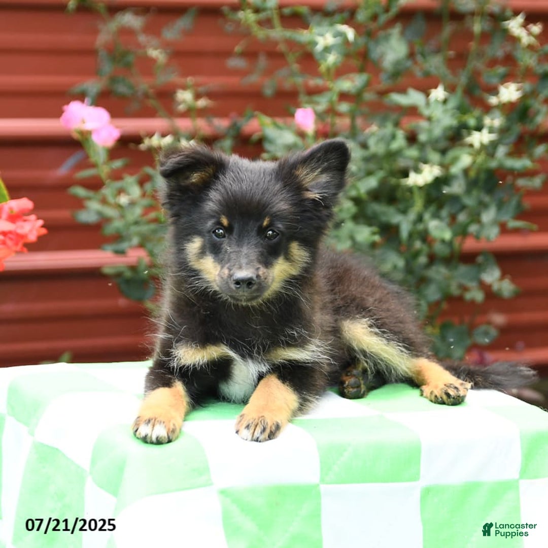 Shetland Sheepdog dogs for sale: Pluto - Image 5