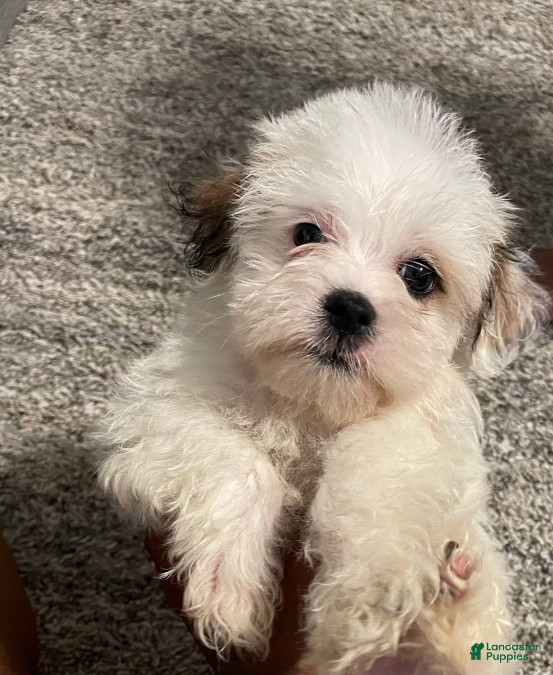 West Highland Terrier dogs for sale: Bruno - Image 1