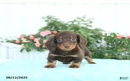 Miniature Dachshund dogs for sale: Nessa - Image 3