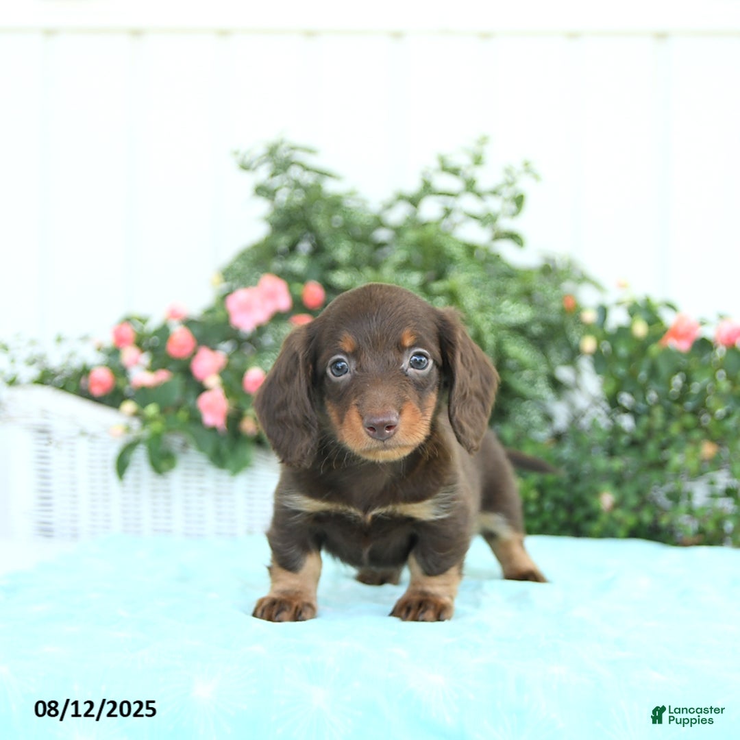 Miniature Dachshund dogs for sale: Nessa - Image 3