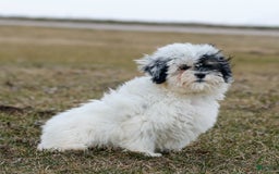 Shihpoo dogs for sale: Abby - Image 15