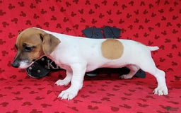 Jack Russell Terrier dogs for sale: Jack Russell Terrier Peppy - Image 7