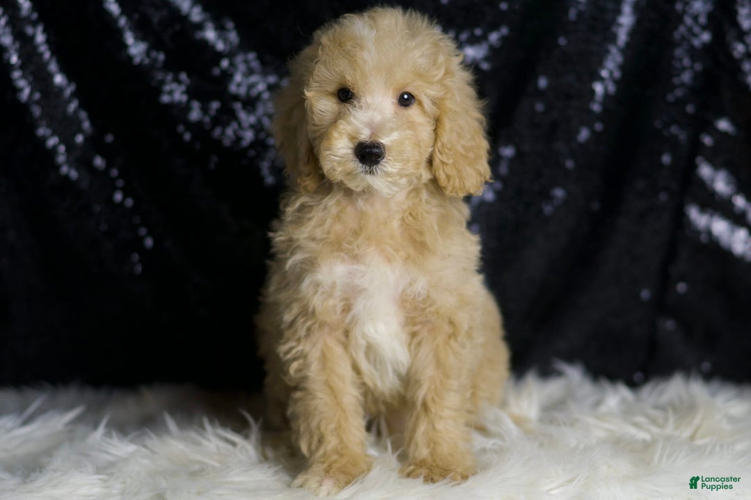 Mini Goldendoodle dogs for sale: Chevy - Image 3
