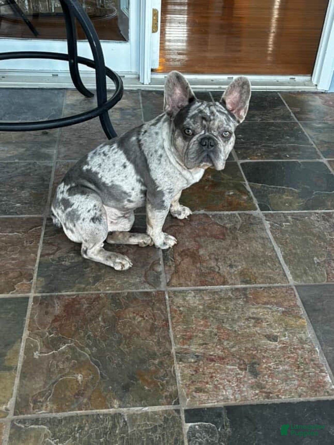 French Bulldog dogs for sale: No Name - Image 6