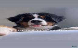 Bernese Mountain Dog dogs for sale: Female Thin Blaze - Image 12