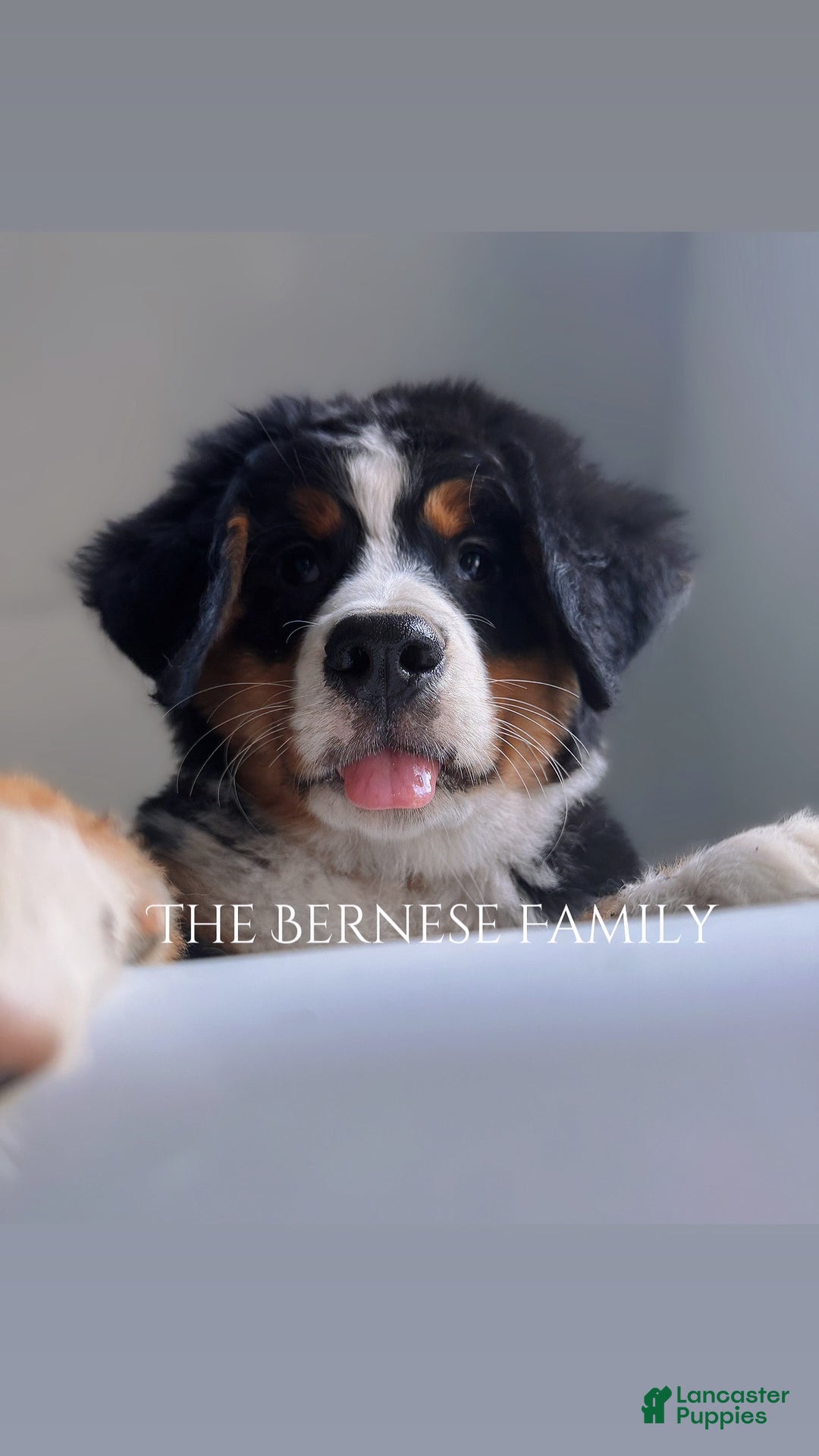 Bernese Mountain Dog dogs for sale: Female Thin Blaze - Image 12