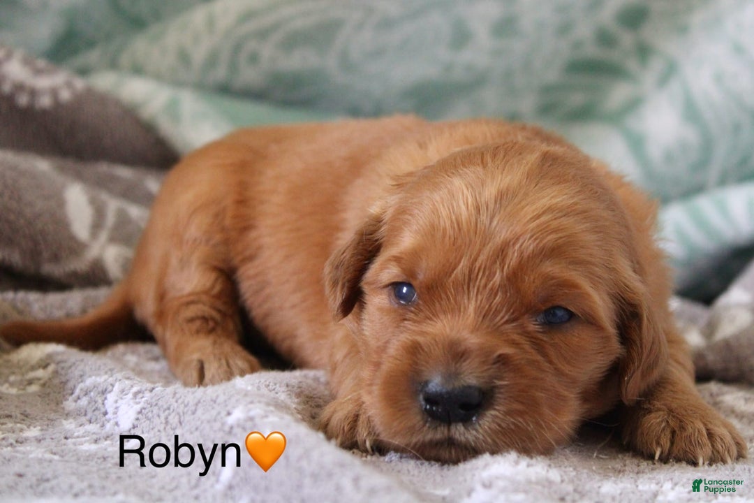 Golden Retriever dogs for sale: Robyn - Image 5