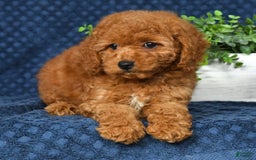 Cockapoo dogs for sale: Daisy - Image 4