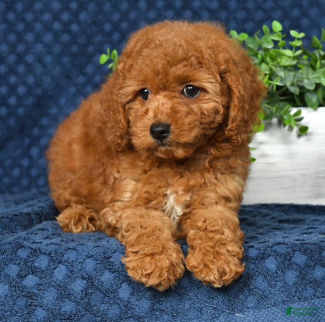 Cockapoo dogs for sale: Daisy - Image 4