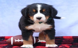 Bernese Mountain Dog dogs for sale: Snoopy - Image 5