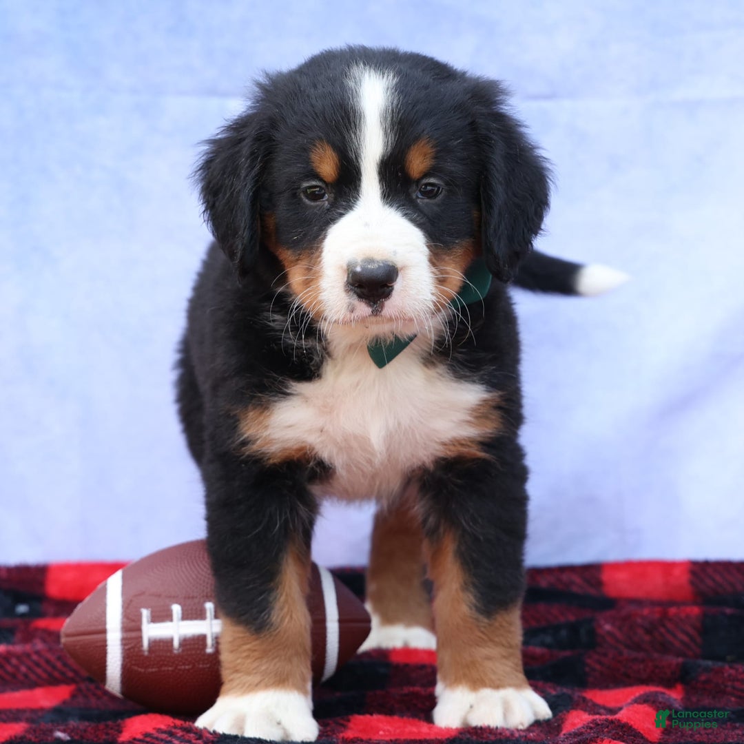 Bernese Mountain Dog dogs for sale: Snoopy - Image 5