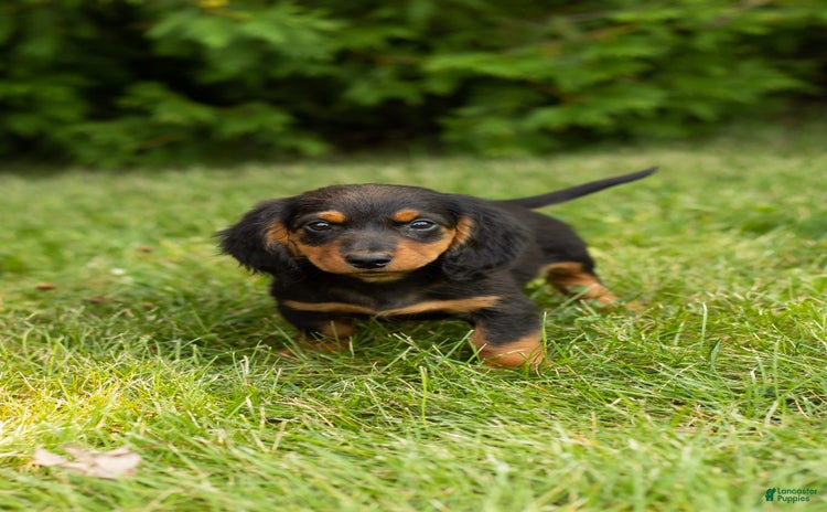 Miniature Dachshund dogs for sale - Ad 1