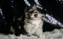 Maltipoo dogs for sale: Picasso - Image 5