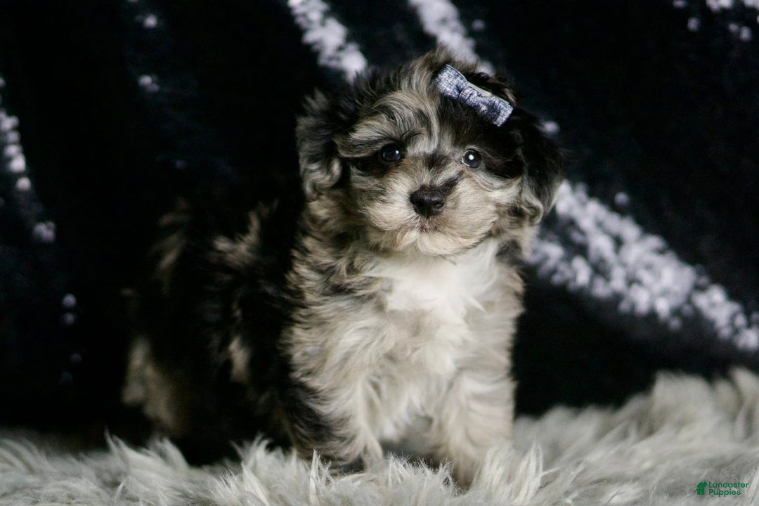 Maltipoo dogs for sale: Picasso - Image 5