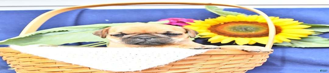 Petunia