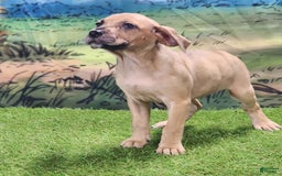 Catahoula Leopard Dog dogs for sale: Houdini 2025 Female 1 - Image 14