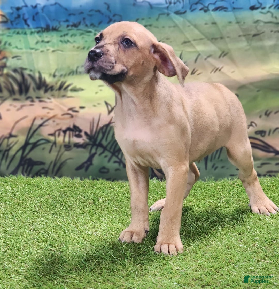 Catahoula Leopard Dog dogs for sale: Houdini 2025 Female 1 - Image 14