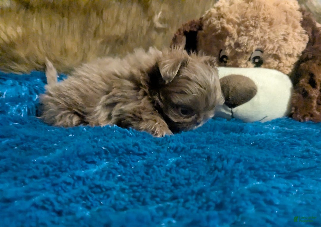 Shih Tzu dogs for sale: Tiny Jasper - Image 5