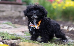Yorkiepoo dogs for sale: Moses - Image 2