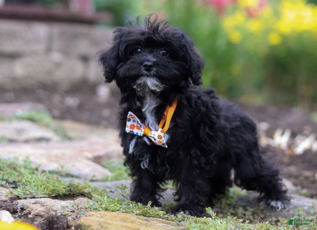 Yorkiepoo dogs for sale: Moses - Image 2