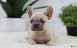 French Bulldog dogs for sale: French Bulldog 5 puppies - Image 24