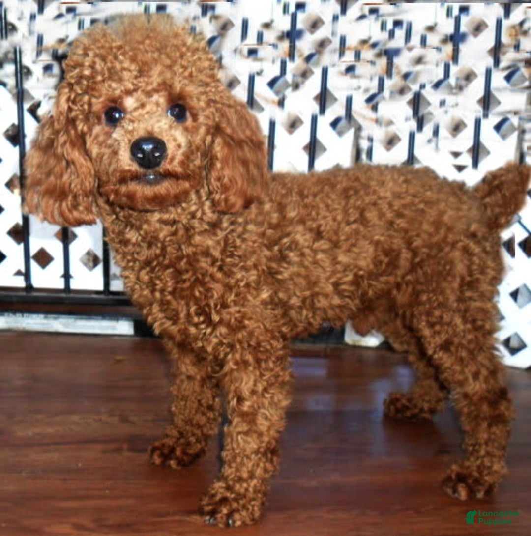 Cockapoo dogs for sale: Roxie - Image 11
