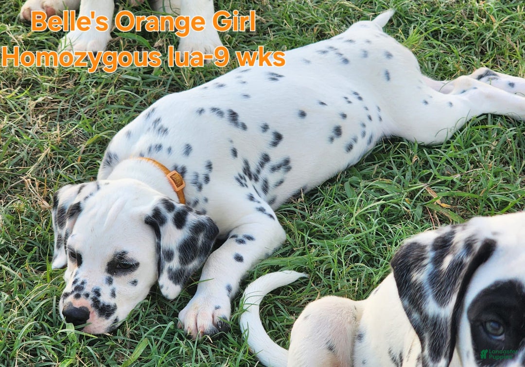 Dalmatian dogs for sale: Belles Orange Lua Girl - Image 8