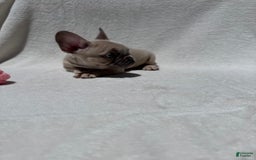 French Bulldog dogs for sale: Nigel - Image 7