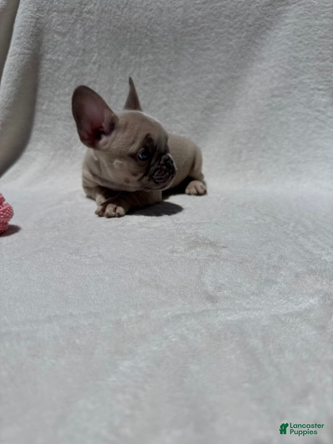 French Bulldog dogs for sale: Nigel - Image 7