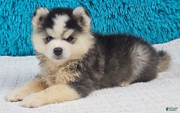 Pomsky dogs for sale: Waffles - Image 2