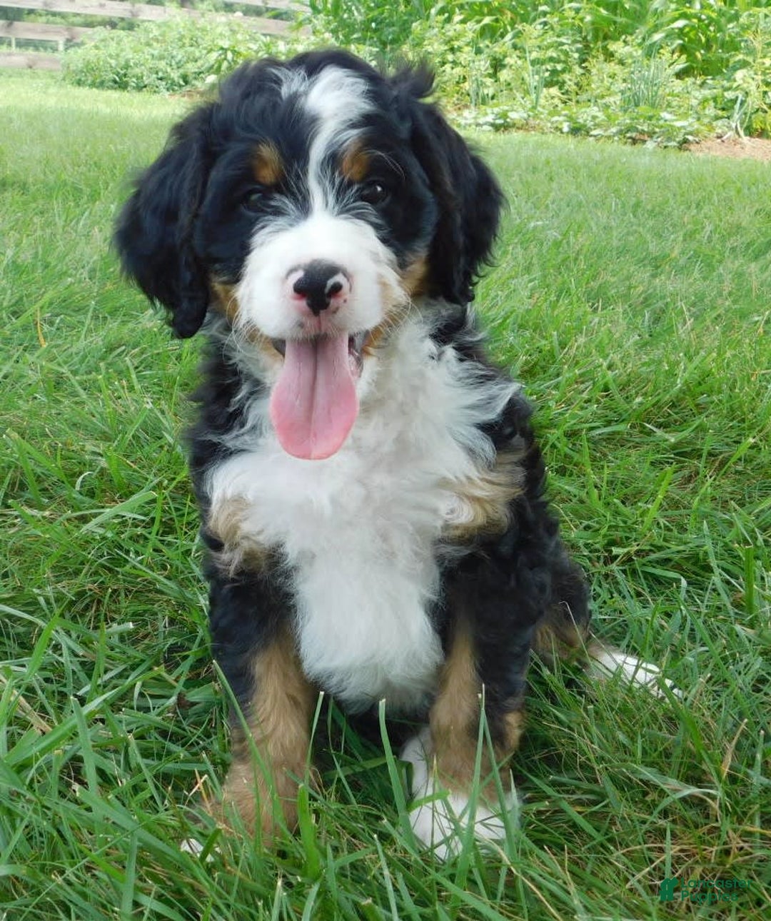 Mini Bernedoodle dogs for sale: Oliver - Image 9