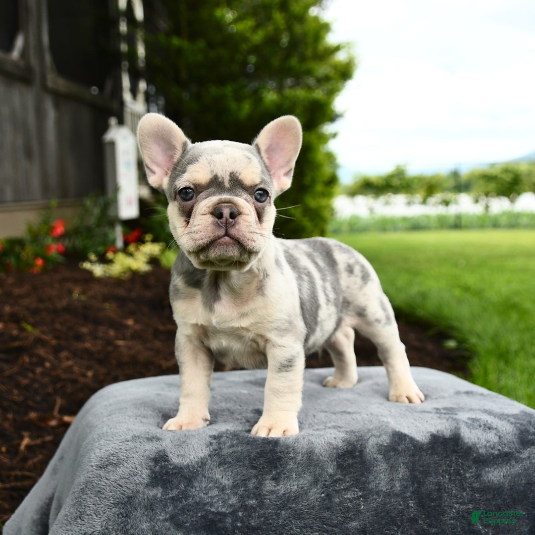 French Bulldog dogs for sale: River - Image 10