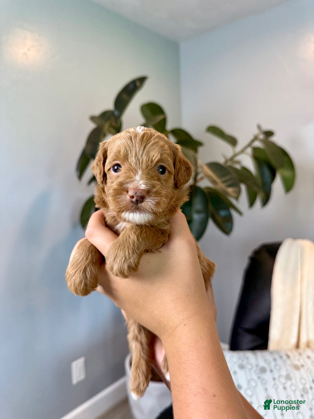 Mini Goldendoodle dogs for sale: Theo - Image 1