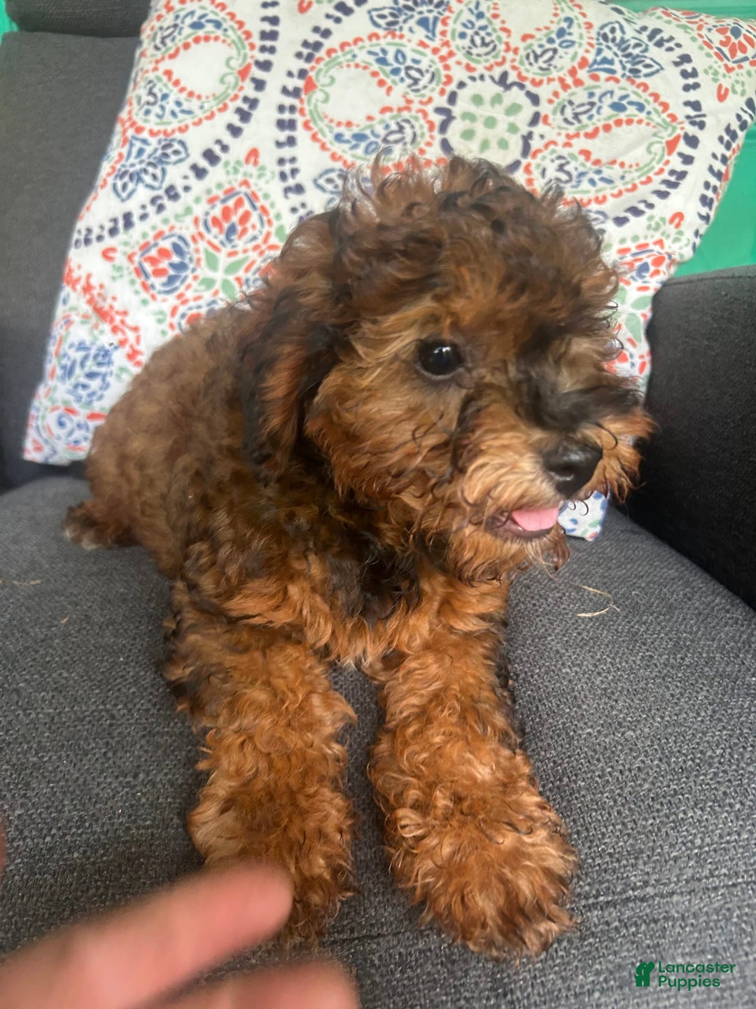 Cavapoo dogs for sale: Bailey - Image 2