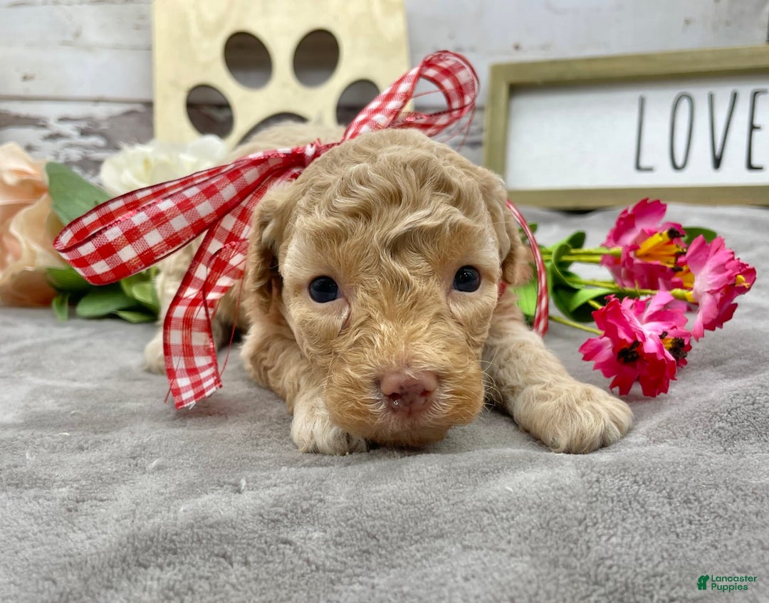 Miniature Poodle dogs for sale: Taren - Image 5