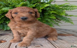 Goldendoodle dogs for sale: Dash - Image 32