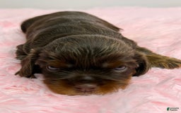 Cavalier King Charles Spaniel dogs for sale: Ginger - Image 3