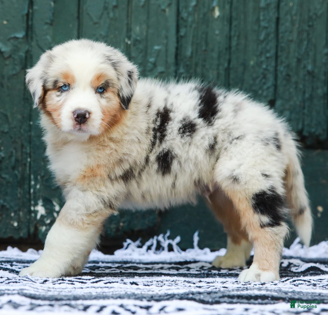 Australian Shepherd dogs for sale: Atlas - Image 9