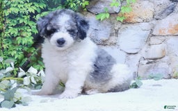 Mini Goldendoodle dogs for sale: Oreo F1b - Image 1