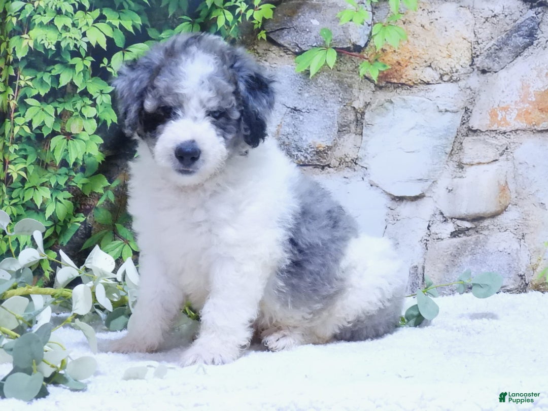 Mini Goldendoodle dogs for sale: Oreo F1b - Image 1