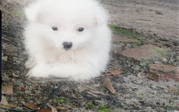 Siberian Husky dogs for sale: Kaya - Image 8