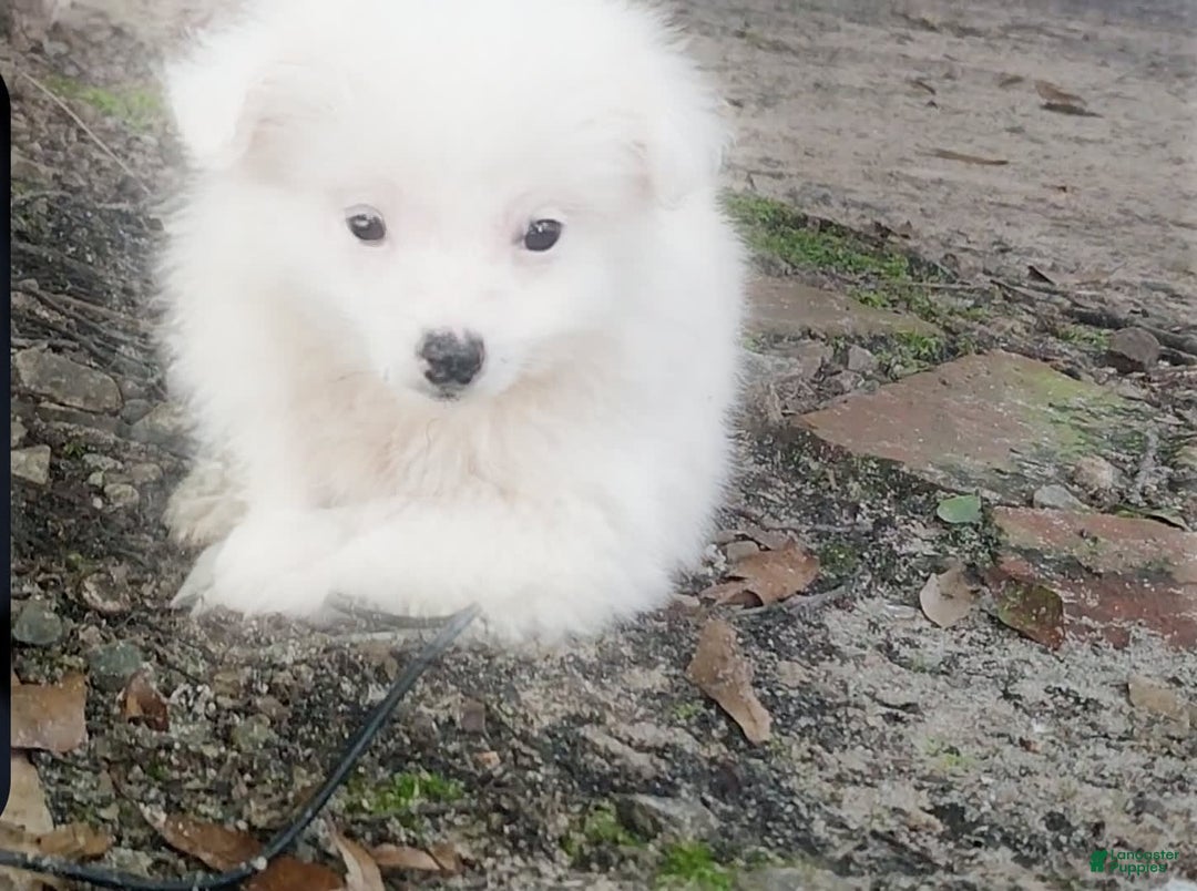 Siberian Husky dogs for sale: Kaya - Image 8