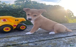 Shiba Inu dogs for sale: Buster - Image 3
