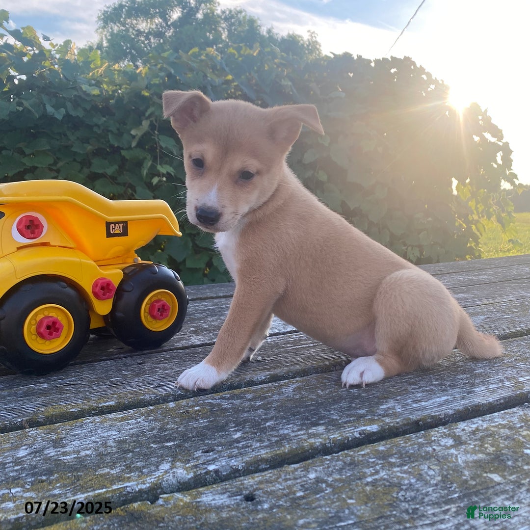Shiba Inu dogs for sale: Buster - Image 3