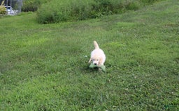 Golden Retriever dogs for sale: Eight Oclock - Image 3