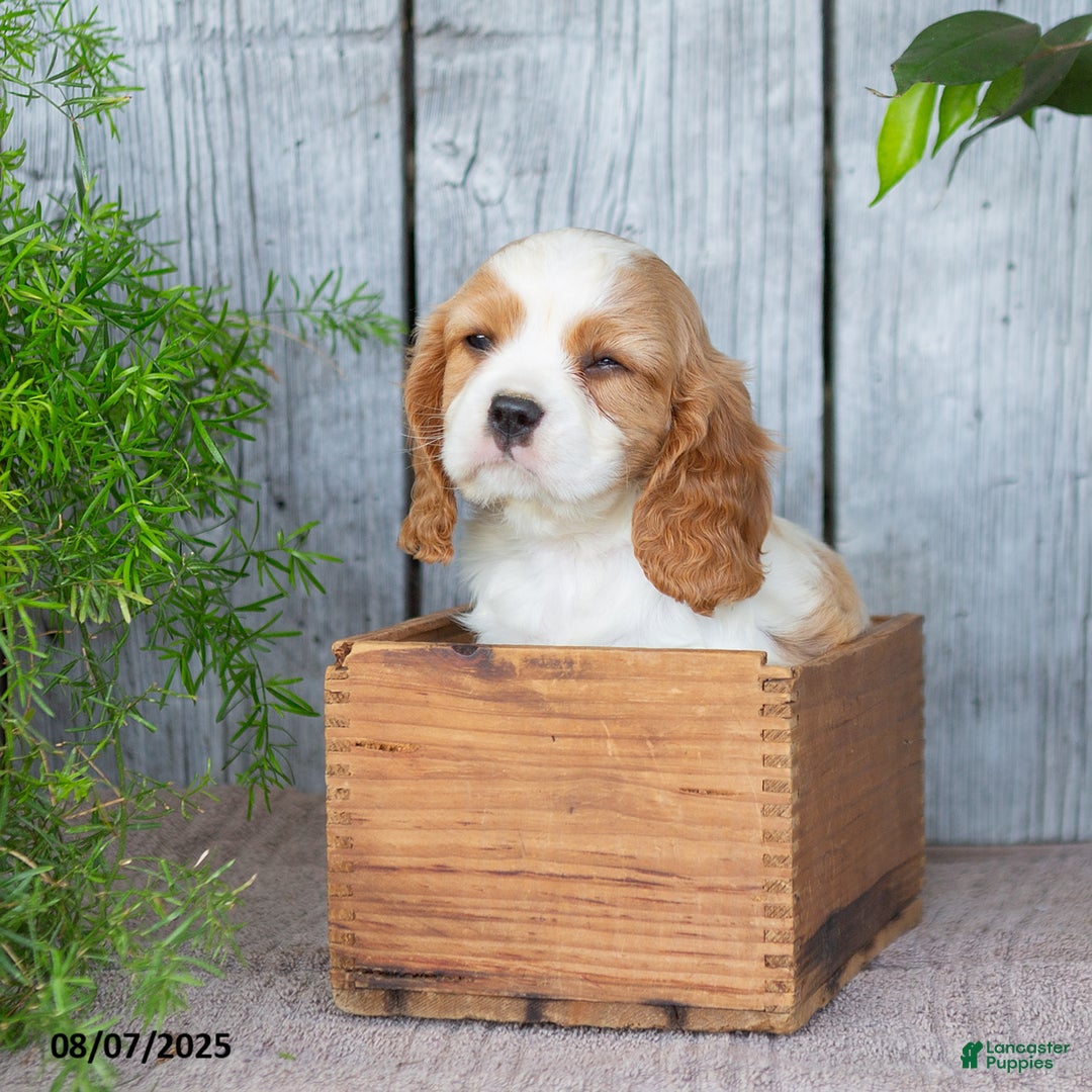Cavalier King Charles Spaniel dogs for sale: Timothy - Image 2