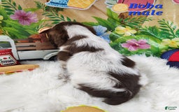 English Springer Spaniel dogs for sale: Boba - Image 3
