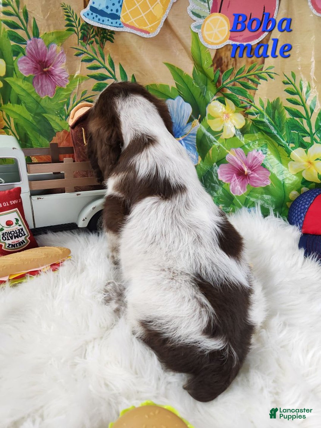 English Springer Spaniel dogs for sale: Boba - Image 3