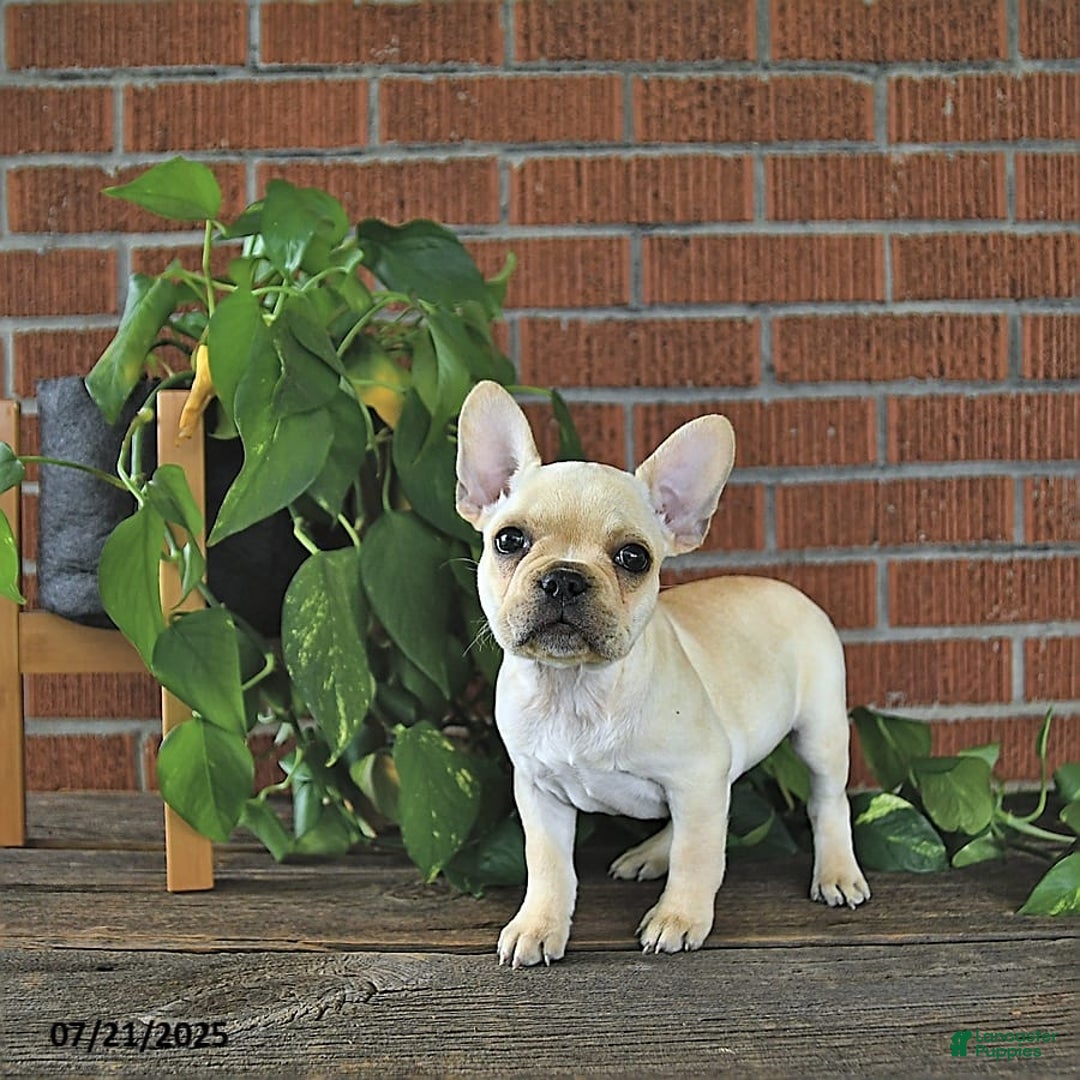 French Bulldog dogs for sale: Lavendar - Image 8